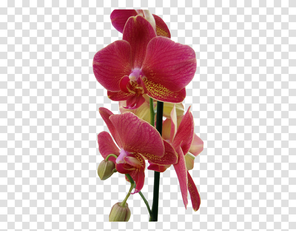 Orquidea Portable Network Graphics, Plant, Flower, Blossom, Orchid Transparent Png