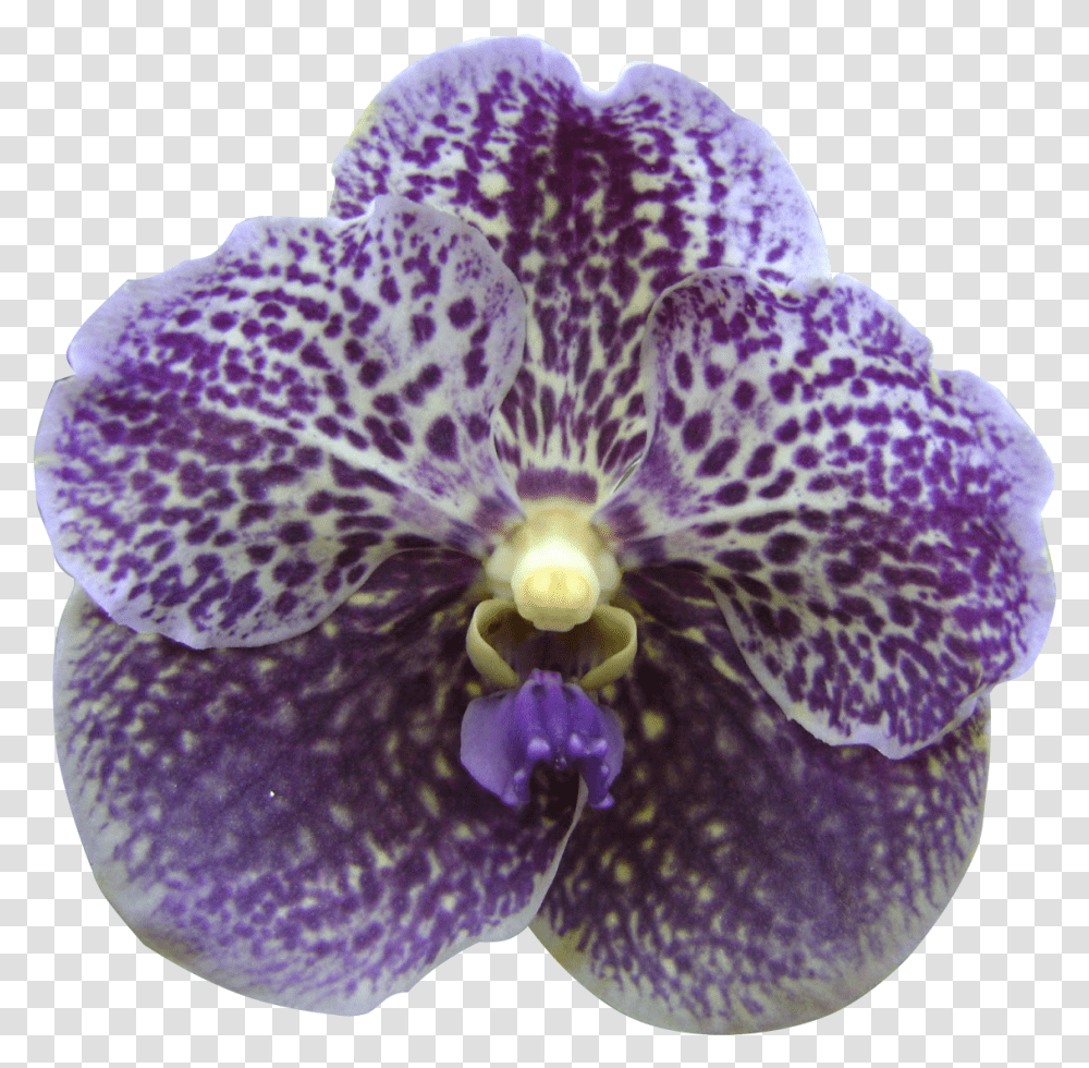 Orquideas Orchid Flower Singapore Clipart, Plant, Blossom, Geranium, Iris Transparent Png