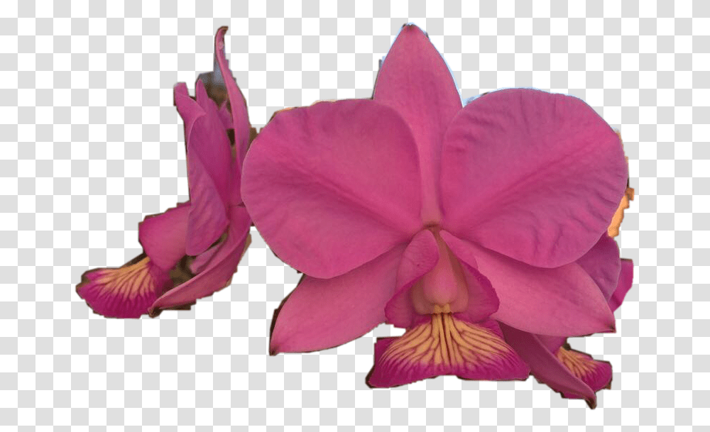 Orquideas Orchids Of The Philippines, Plant, Flower, Blossom, Petal Transparent Png