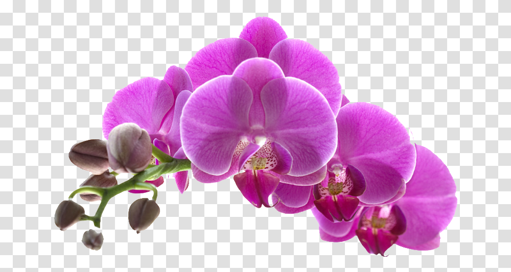 Orquideas Purple Orchid Flower Background, Plant, Blossom, Geranium Transparent Png