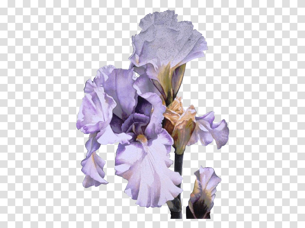 Orris Root Clip Art Irises Flower Gif Arleta Pech, Plant, Blossom, Petal, Gladiolus Transparent Png