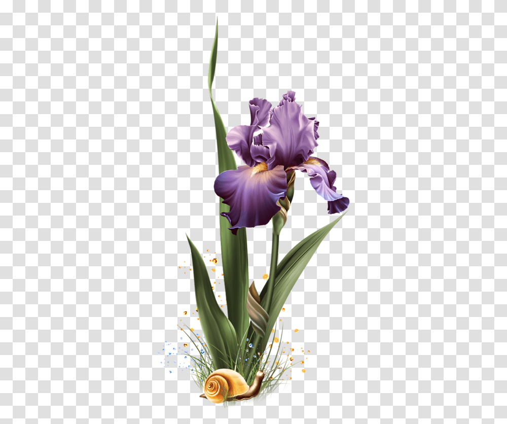 Orris Root, Iris, Flower, Plant, Blossom Transparent Png