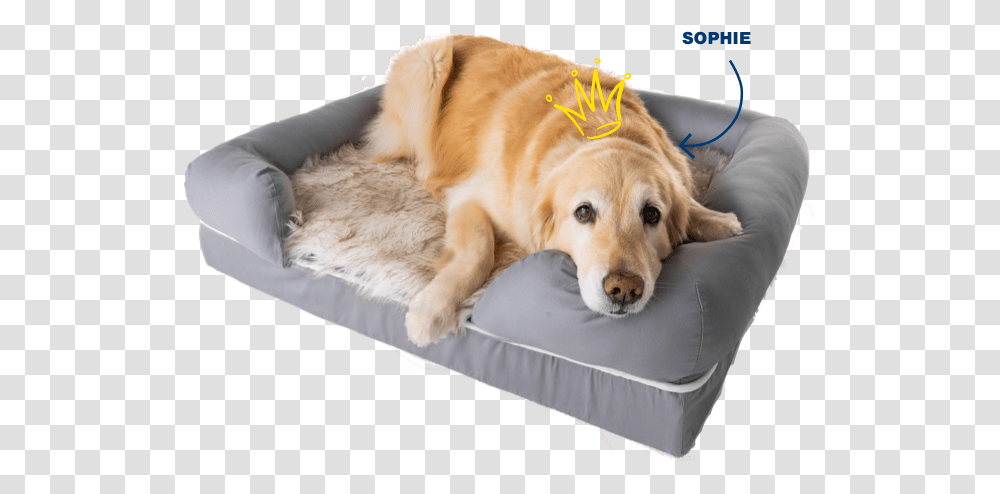 Orthopedic Dog Beds That Look Like A Rug Paw Brands - Pawcom Dog Bed, Pet, Canine, Animal, Mammal Transparent Png