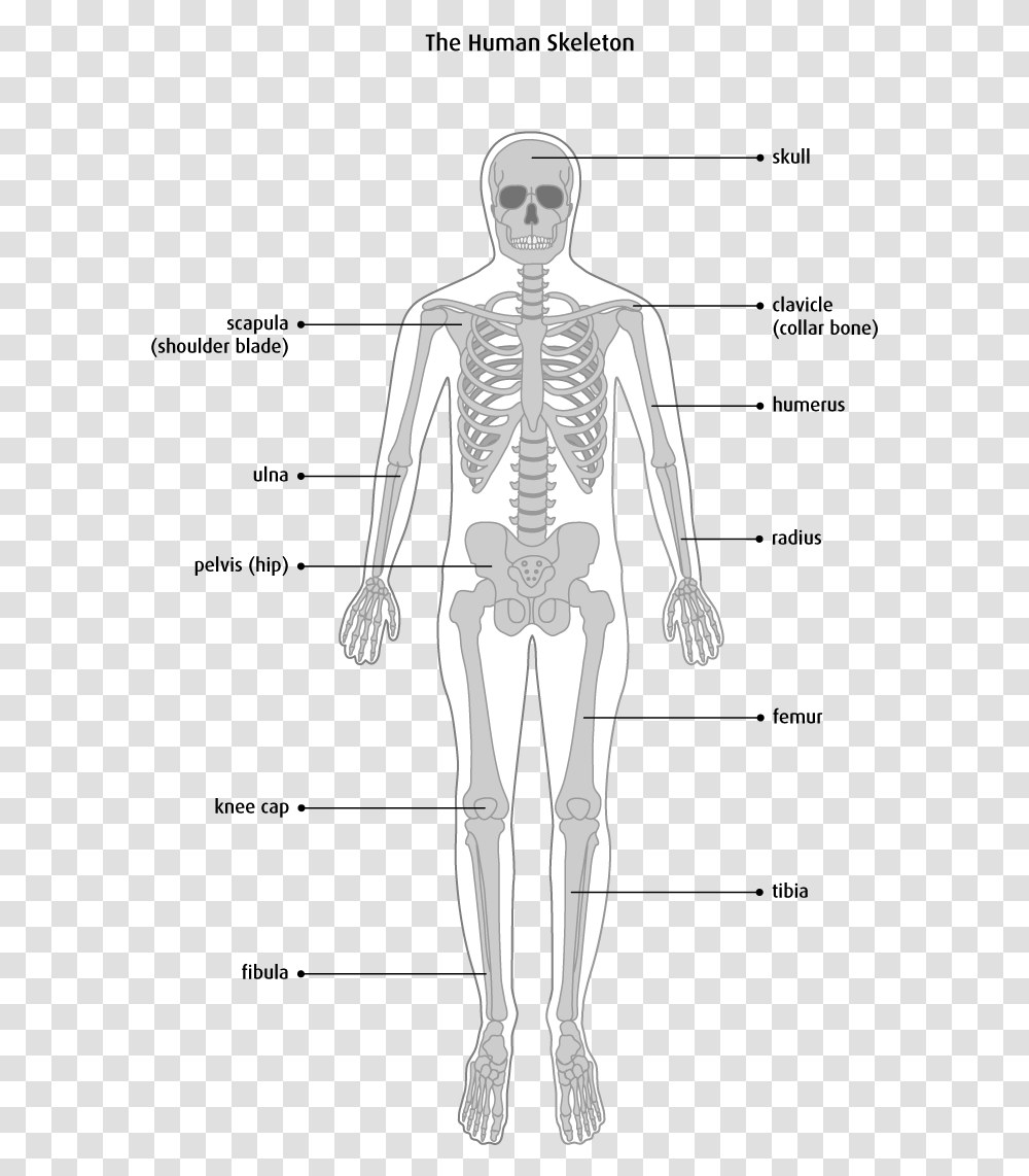 Os, Skeleton, X-Ray, Medical Imaging X-Ray Film, Ct Scan Transparent Png