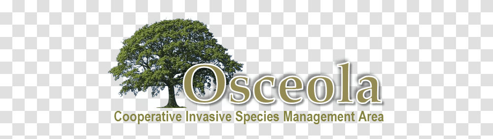 Osceola County Cisma Florida Invasive Species Partnership Oak Tree, Vegetation, Plant, Bush, Land Transparent Png