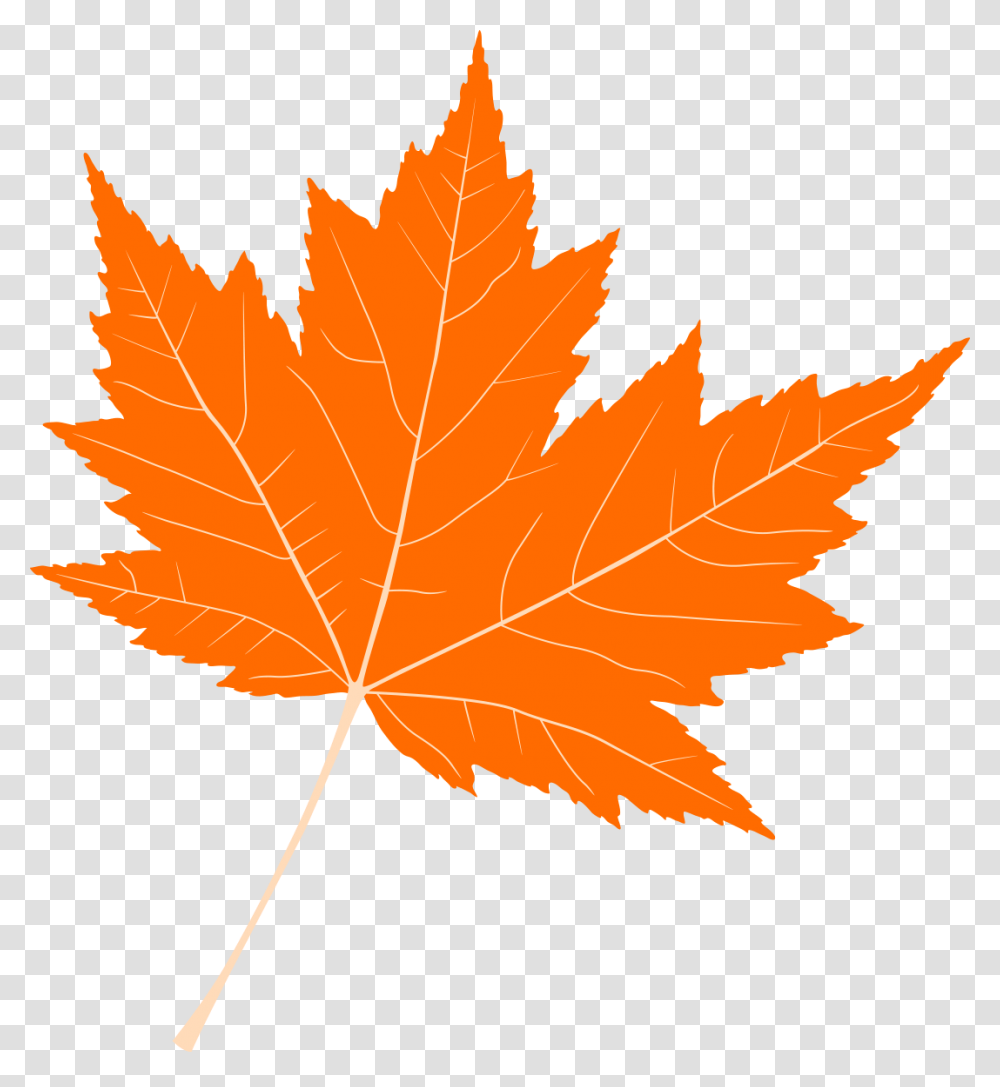Osennij List Krasnij, Leaf, Plant, Tree, Maple Transparent Png