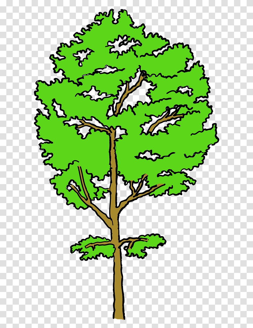 Osina, Tree, Plant, Leaf, Oak Transparent Png