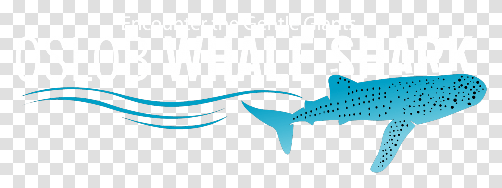 Oslob Whale Shark Whale Shark, Sea Life, Animal, Fish Transparent Png