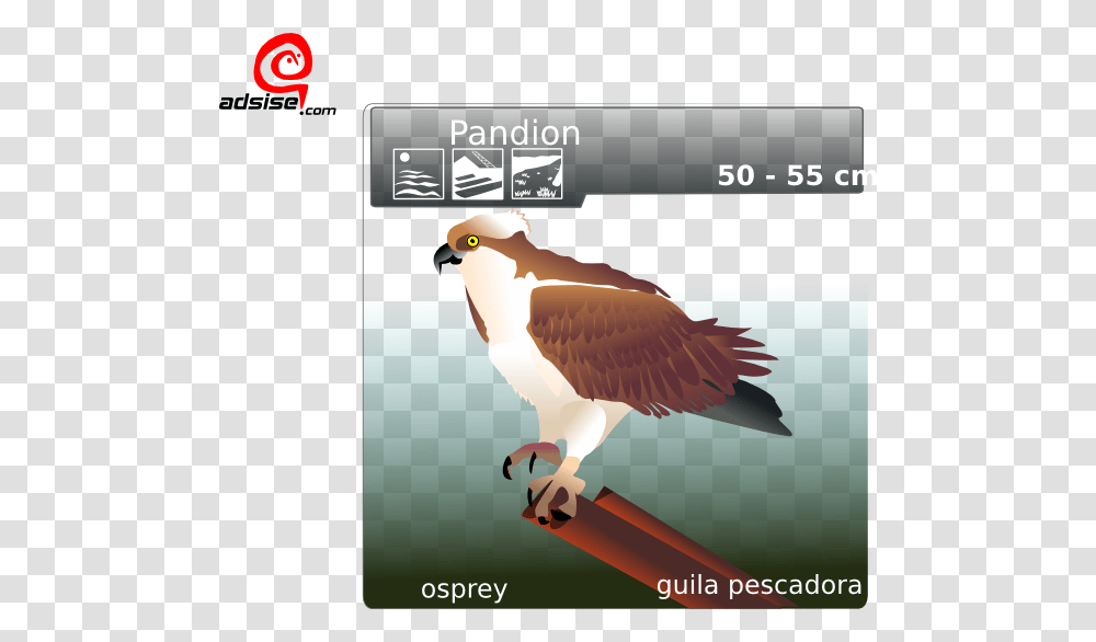 Osprey Clip Art, Bird, Animal, Hawk, Buzzard Transparent Png