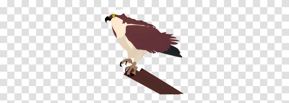 Osprey Clip Art, Bird, Animal, Kite Bird, Hawk Transparent Png