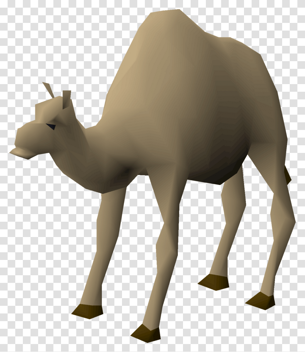 Osrs Camel, Mammal, Animal, Person, Human Transparent Png