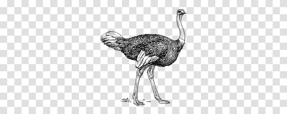 Ostrich Technology, Gray, World Of Warcraft Transparent Png