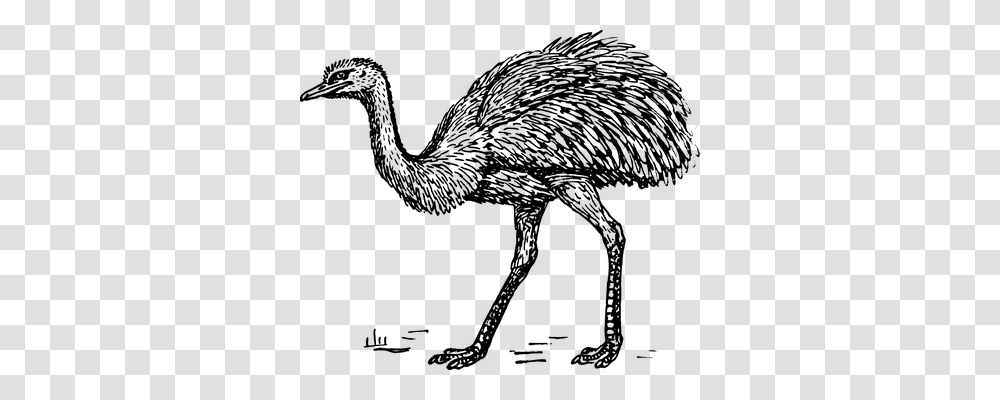 Ostrich Technology, Gray, World Of Warcraft Transparent Png