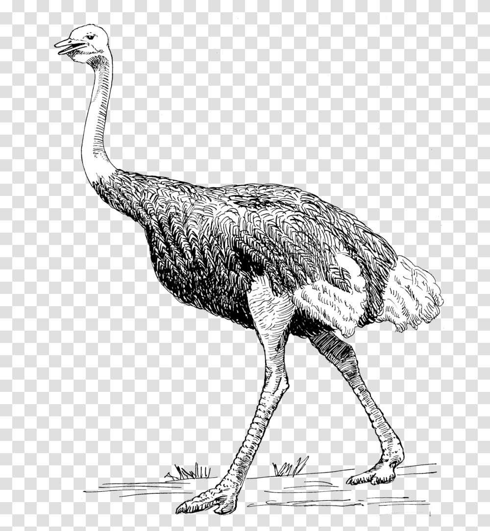 Ostrich 2 Ostrich, Bird, Animal, Mammal, Wildlife Transparent Png
