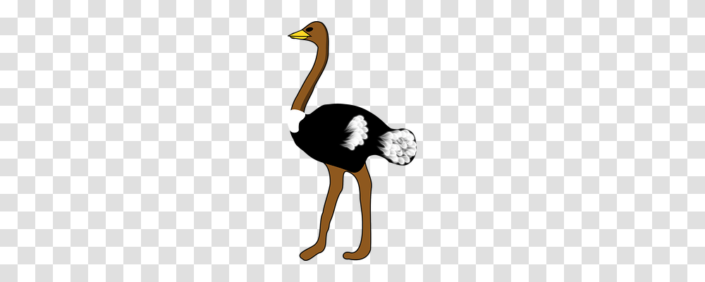 Ostrich Animals, Bird, Person, Human Transparent Png