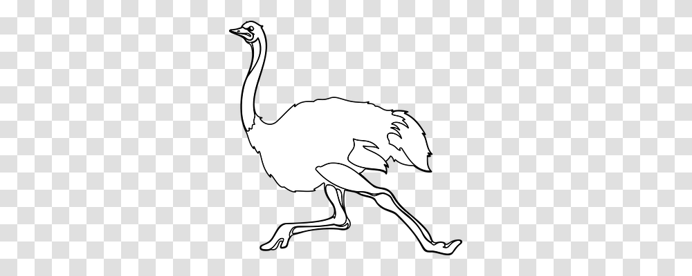 Ostrich Nature, Animal, Bird, Person Transparent Png