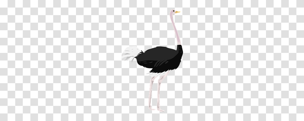 Ostrich Animals, Bird, Person, Human Transparent Png