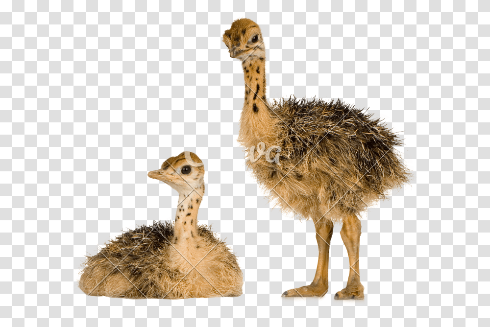 Ostrich Animal Images With Alpha Background Ostrich Egg, Bird, Dodo, Beak, Chicken Transparent Png