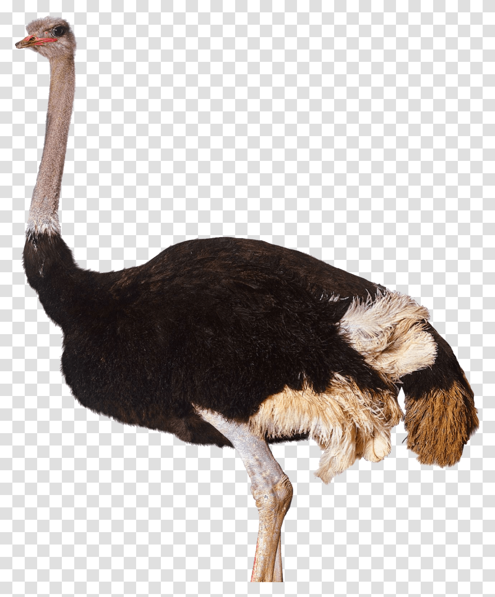 Ostrich, Animals, Bird, Antelope, Wildlife Transparent Png