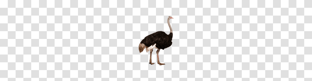 Ostrich, Animals, Bird, Antelope, Wildlife Transparent Png