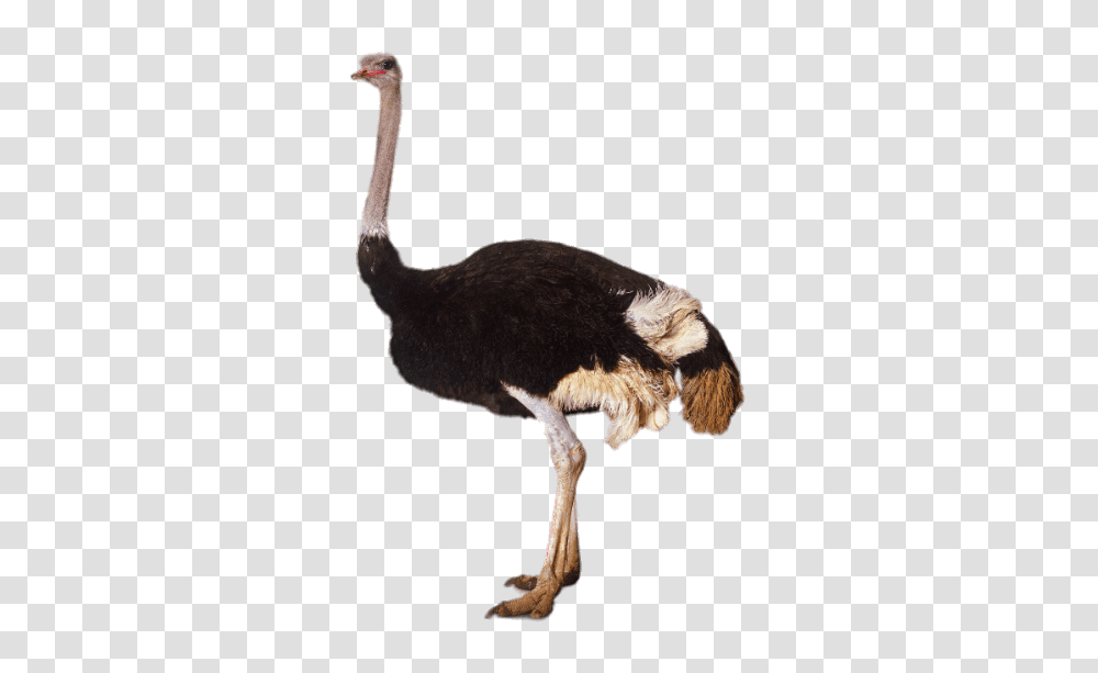 Ostrich, Animals, Bird, Beak, Dog Transparent Png