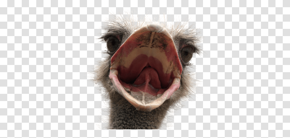 Ostrich, Animals, Bird, Beak, Emu Transparent Png