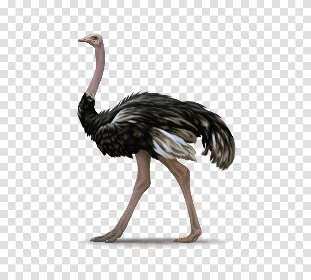 Ostrich, Animals, Bird, Beak Transparent Png