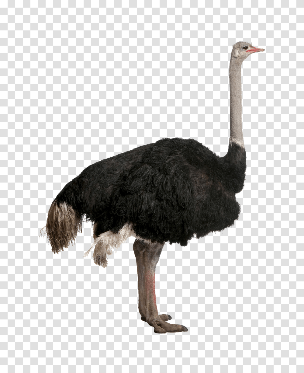 Ostrich, Animals, Bird, Beak Transparent Png