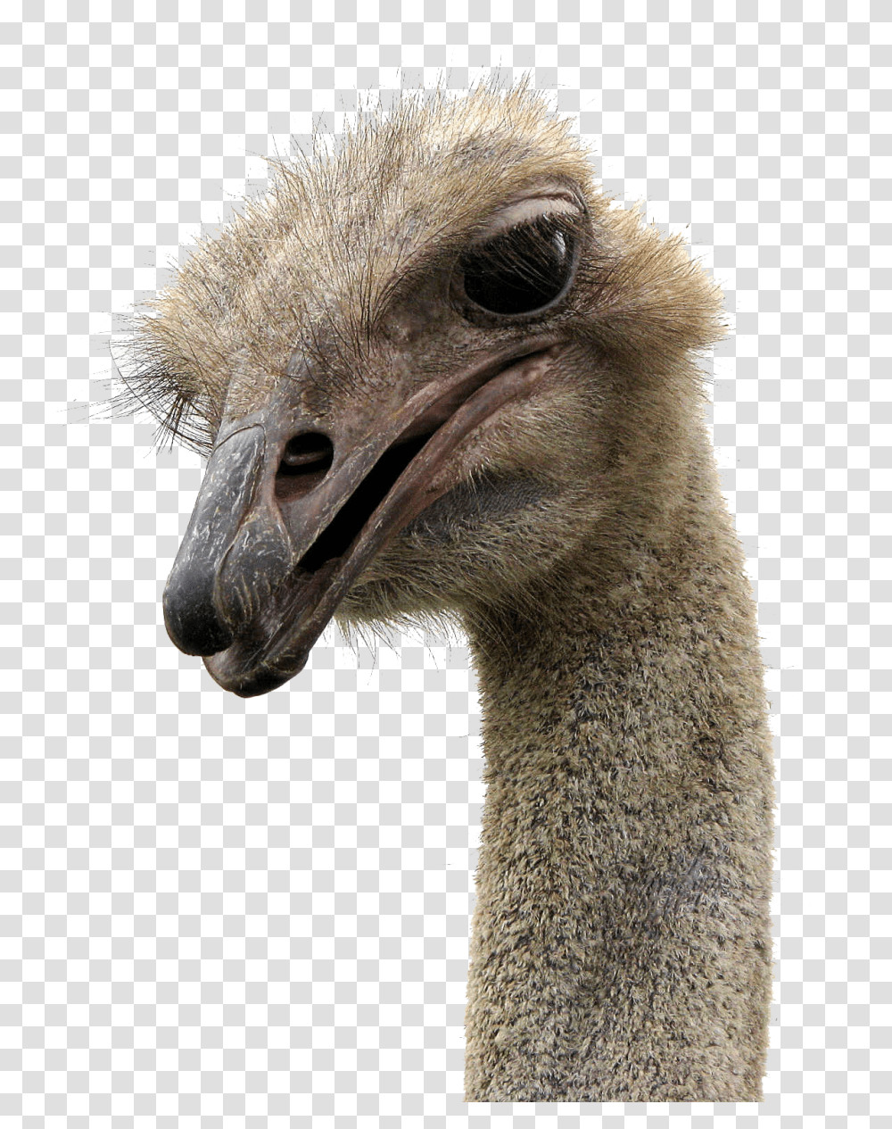 Ostrich, Animals, Bird, Beak Transparent Png