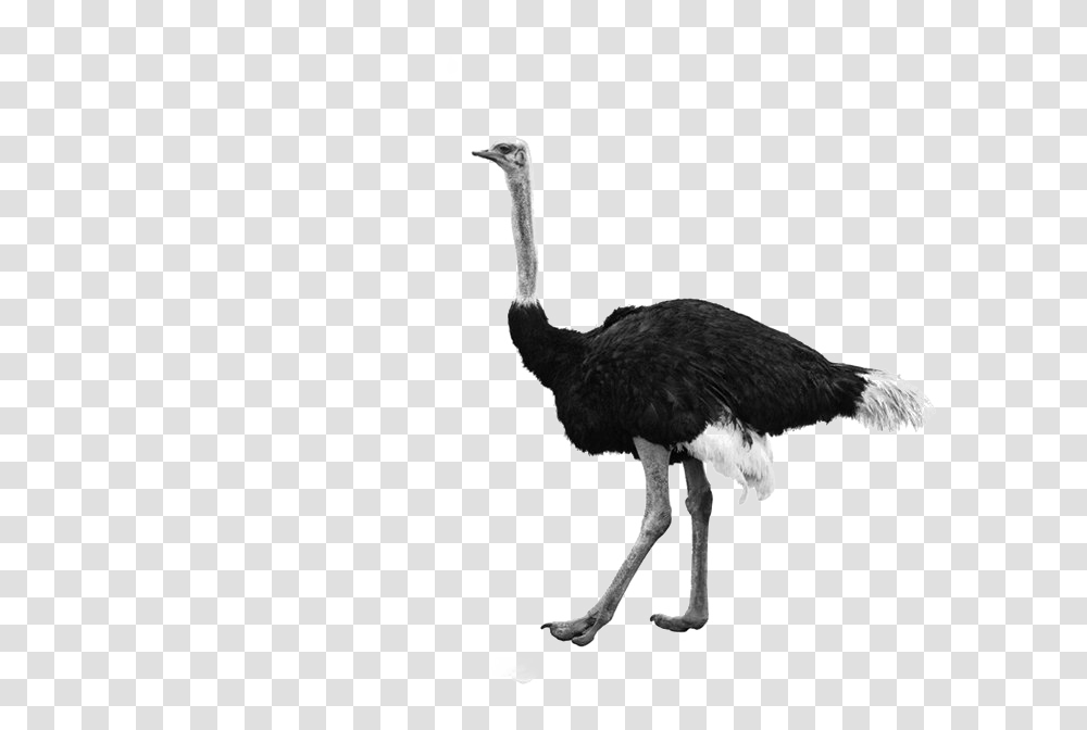 Ostrich, Animals, Bird, Beak Transparent Png