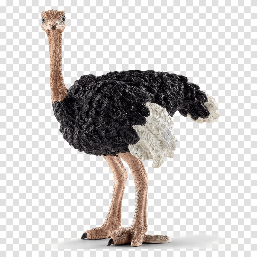 Ostrich, Animals, Bird, Beak Transparent Png