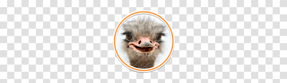 Ostrich, Animals, Bird, Beak Transparent Png