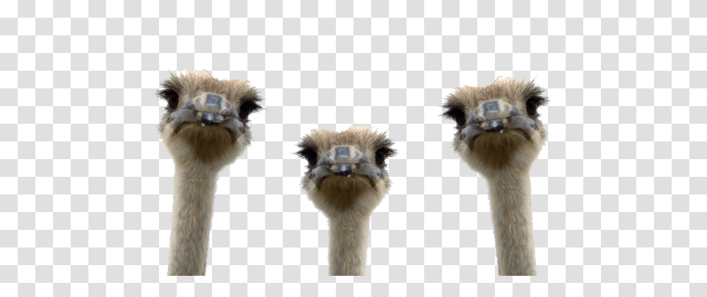 Ostrich, Animals, Bird, Beak Transparent Png