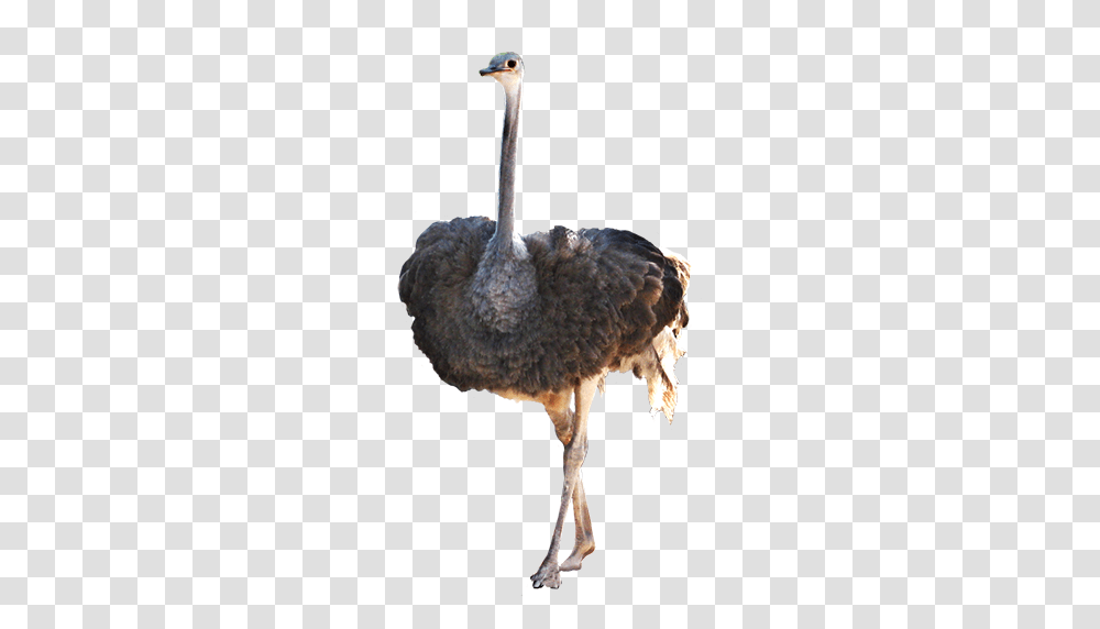 Ostrich, Animals, Bird, Beak, Vulture Transparent Png