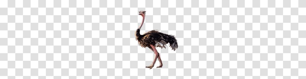 Ostrich, Animals, Bird, Bow, Beak Transparent Png