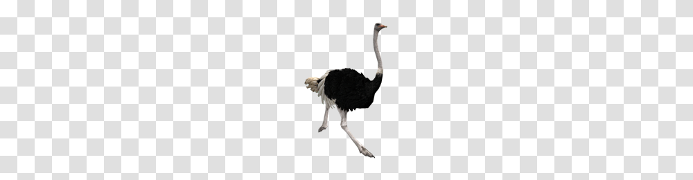 Ostrich, Animals, Bird, Crib, Furniture Transparent Png