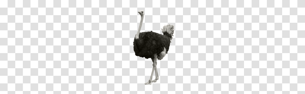 Ostrich, Animals, Bird, Crib, Furniture Transparent Png