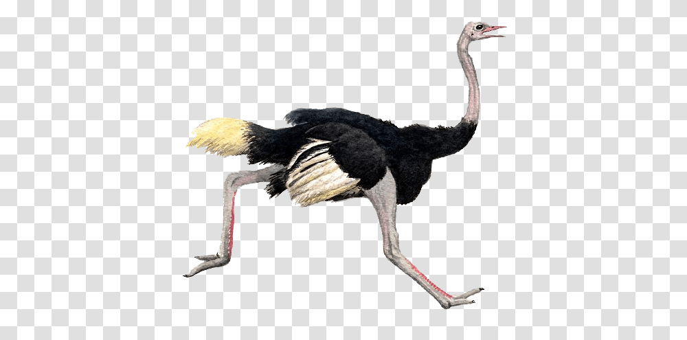 Ostrich, Animals, Bird, Dog, Pet Transparent Png