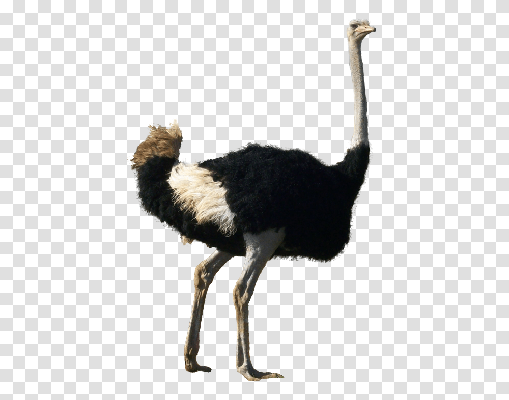 Ostrich, Animals, Bird, Dog, Pet Transparent Png