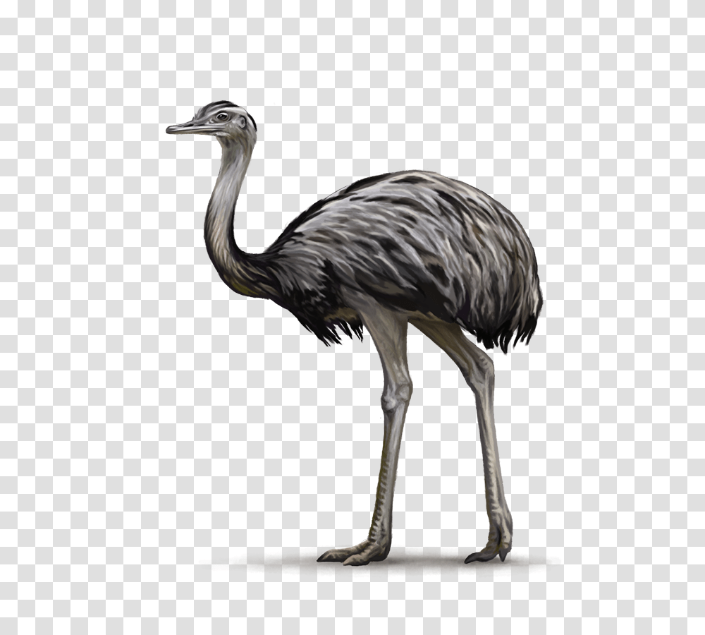 Ostrich, Animals, Bird, Emu, Beak Transparent Png