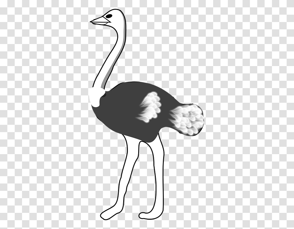 Ostrich, Animals, Bird, Kiwi Bird Transparent Png