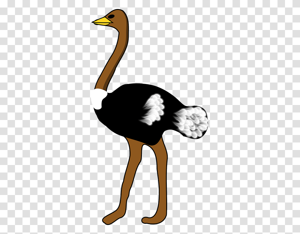 Ostrich, Animals, Bird, Person, Human Transparent Png