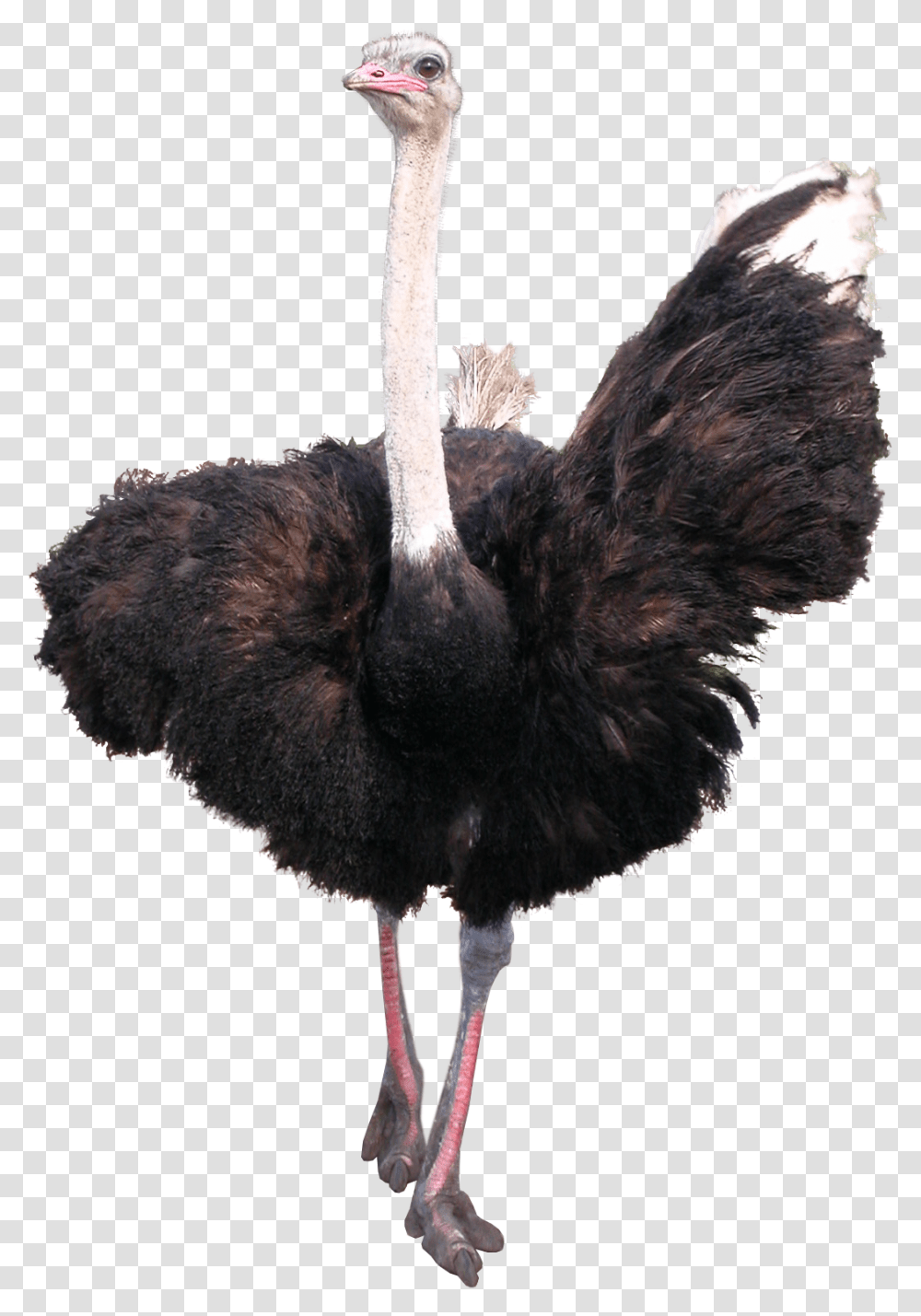 Ostrich, Animals, Bird Transparent Png
