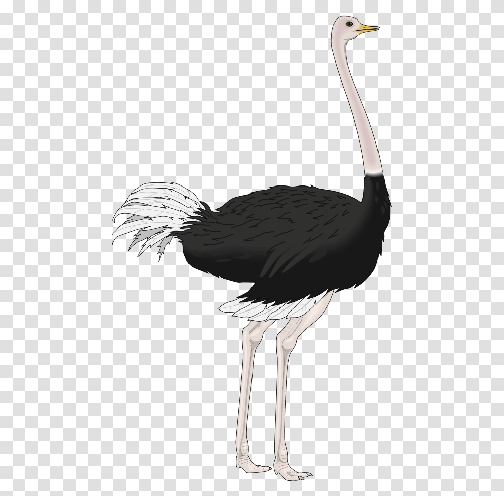 Ostrich, Animals, Bird Transparent Png