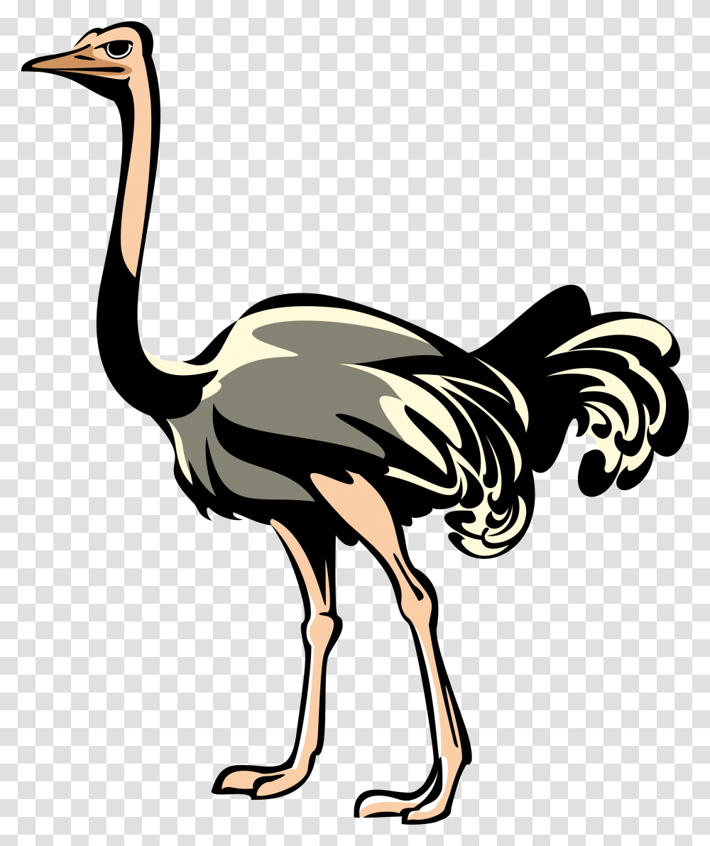 Ostrich, Animals, Bird Transparent Png