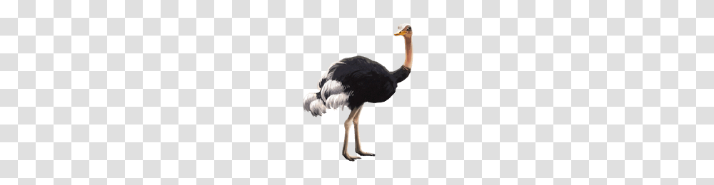 Ostrich, Animals, Bird Transparent Png