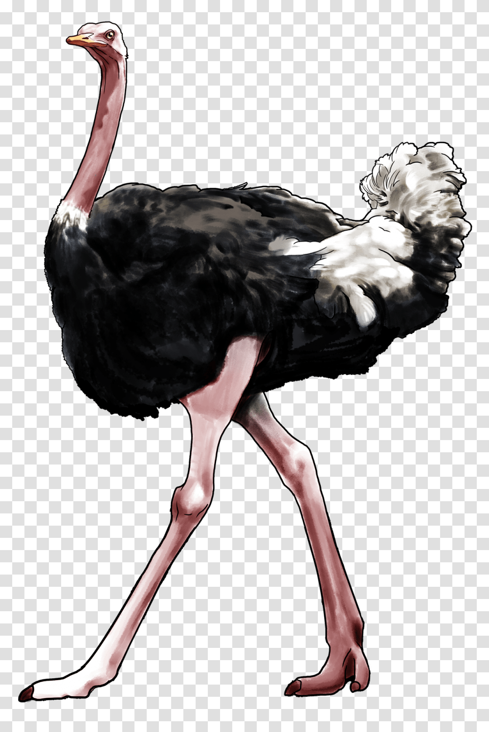 Ostrich, Animals, Bird Transparent Png