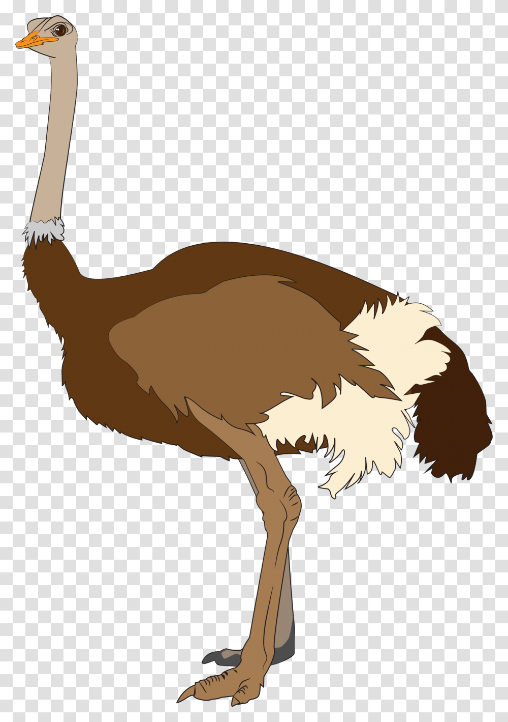 Ostrich, Animals, Bird Transparent Png