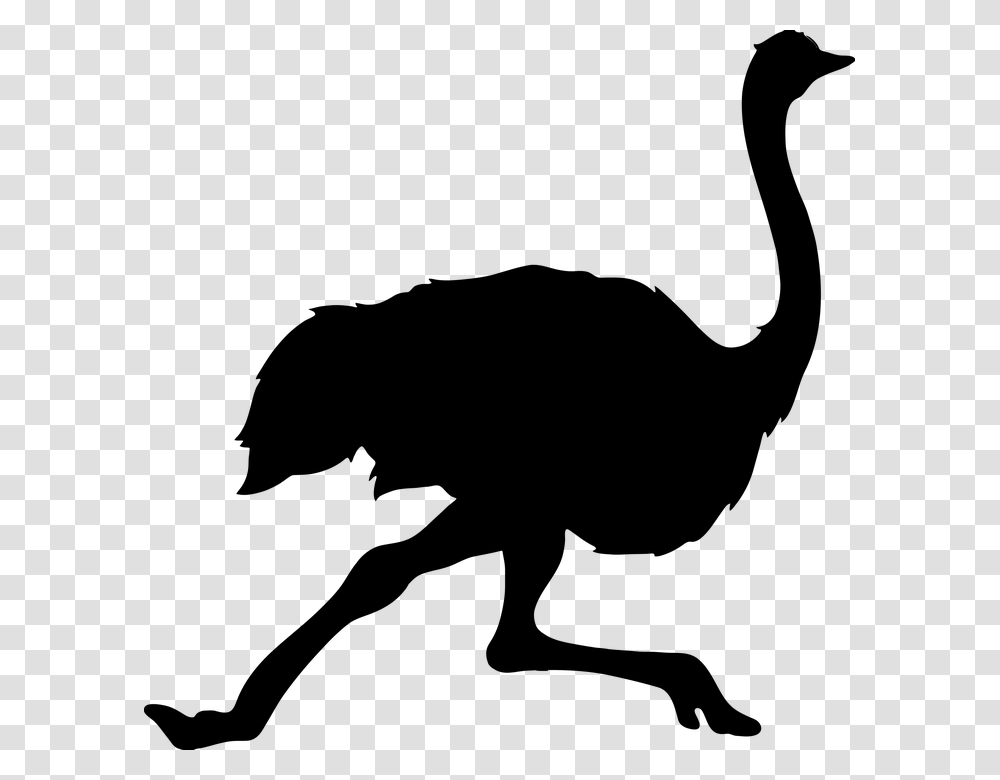 Ostrich, Animals, Gray, World Of Warcraft Transparent Png