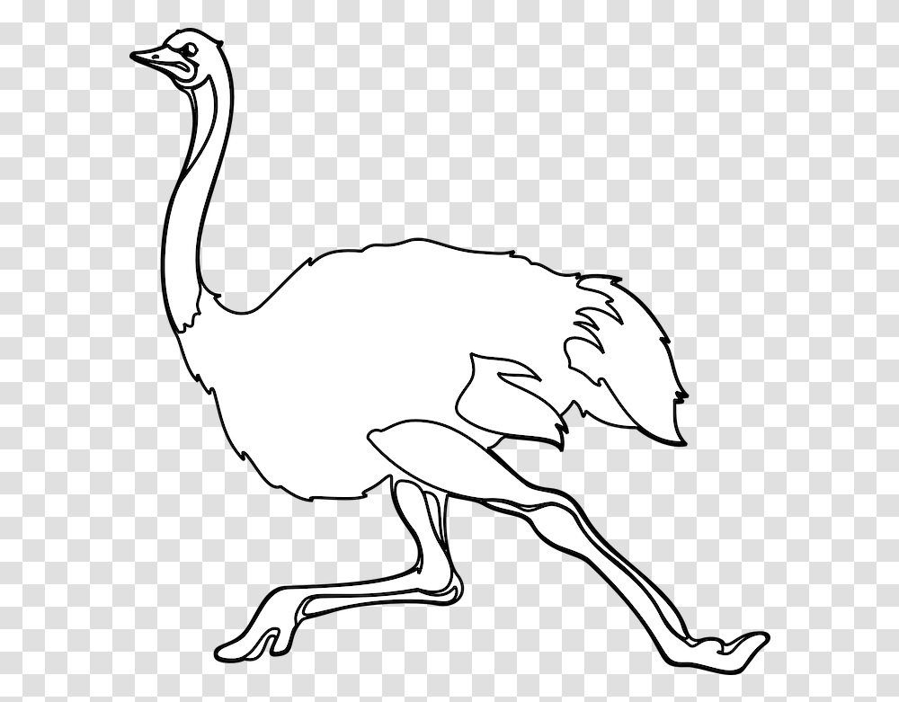 Ostrich Bird Animal Free Vector Graphic On Pixabay Common Ostrich, Person, Human Transparent Png